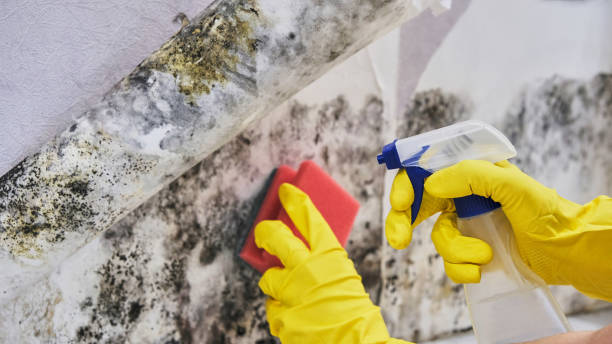 Plumsteadville, PA Mold Remediation Company